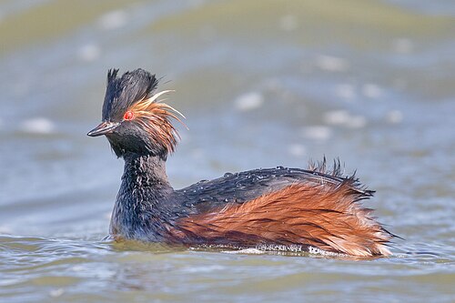 Eared grebe